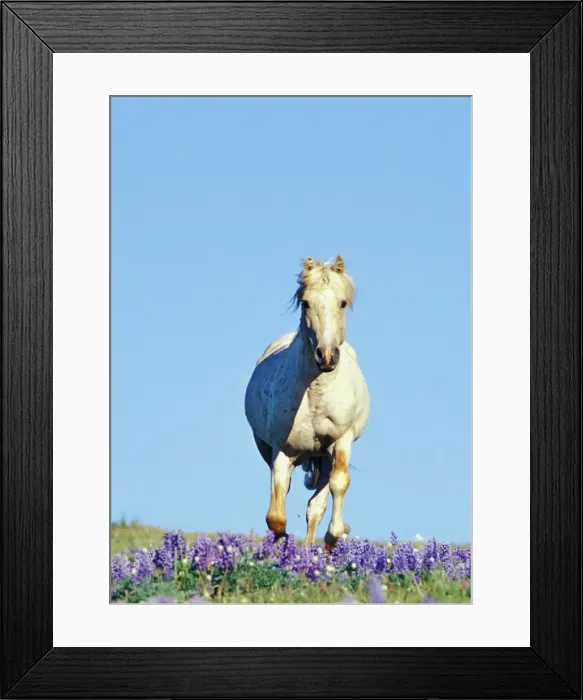 Framed Print : Wild Horse - Stallion (named Cloud) gallups through wildflowers (mostly lupine) Summer Pryor Mountains, Montana, USA WH413 Framed Print : Wild Horse - Stallion (named Cloud) gallups through wildflowers (mostly lupine) Summer Pryor Mountains, Montana, USA WH413