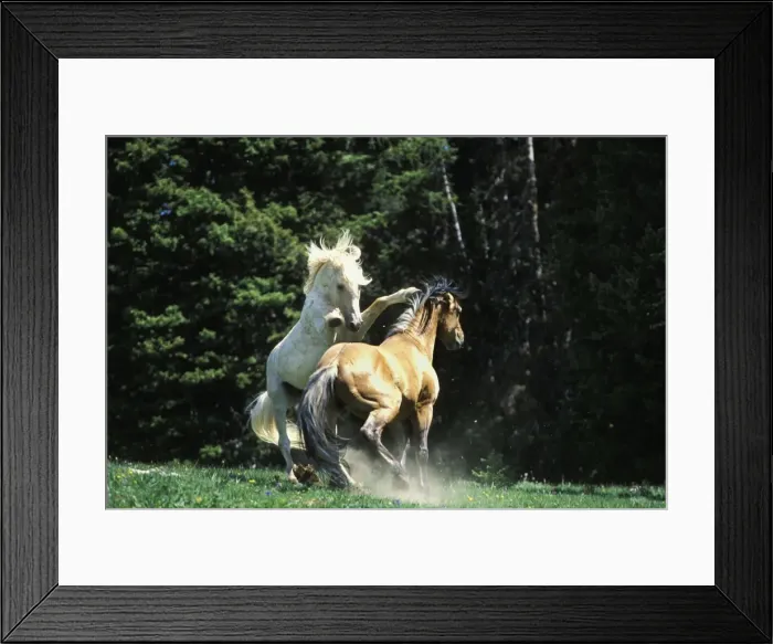 Framed Print : Wild Horse - Herd stallions meet along backroad in display of dominance behavior - White stallion was made famous in PBS movie and is called Cloud. Pryor Mountains, Montana, USA WH408 Framed Print : Wild Horse - Herd stallions meet along backroad in display of dominance behavior - White stallion was made famous in PBS movie and is called Cloud. Pryor Mountains, Montana, USA WH408
