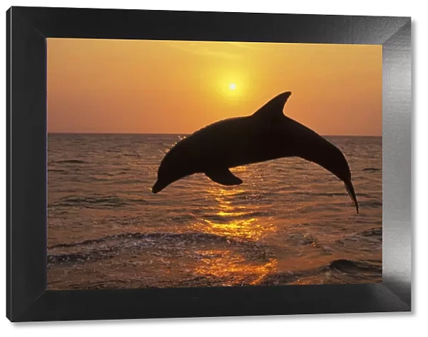 T0M-768. TOM-768. Bottlenosed Dolphin - Leaping out of water at sunset
