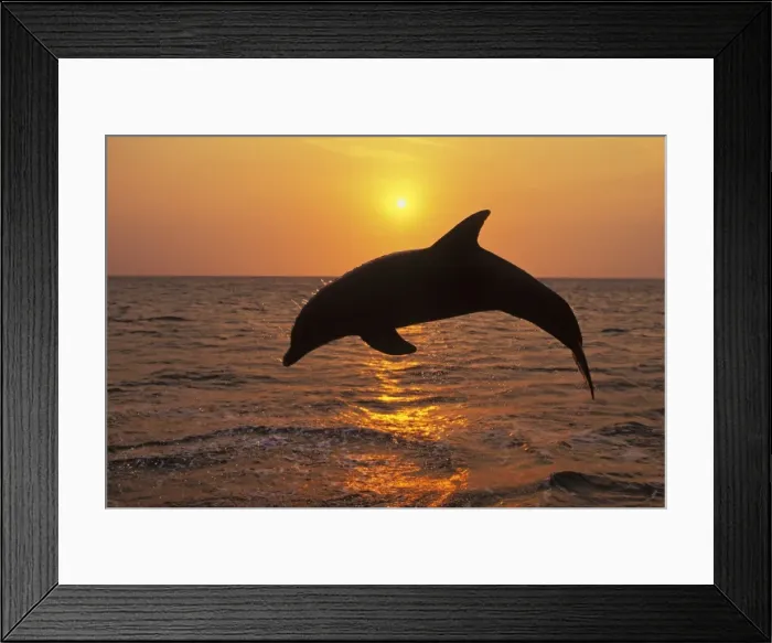 Framed Print : T0M-768. TOM-768. Bottlenosed Dolphin - Leaping out of water at sunset Framed Print : T0M-768. TOM-768. Bottlenosed Dolphin - Leaping out of water at sunset
