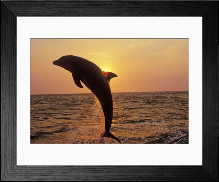 Framed Print : Bottle-nosed Dolphin - Leaping out of water at sunset 2Mo26 Framed Print : Bottle-nosed Dolphin - Leaping out of water at sunset 2Mo26