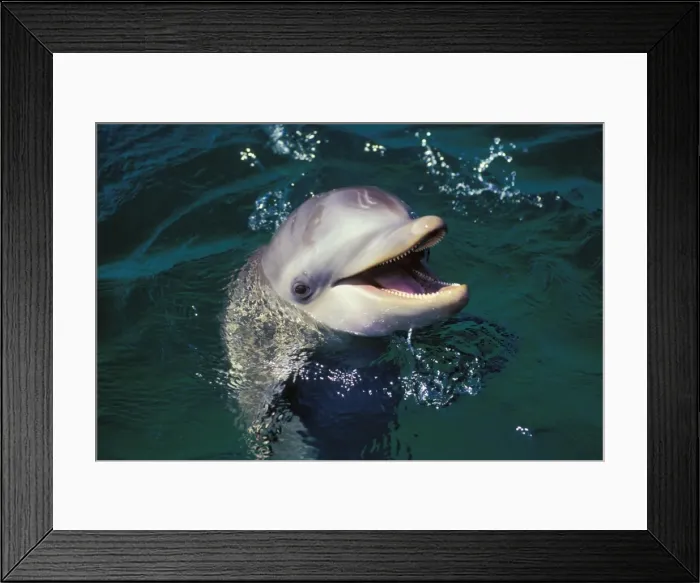 Framed Print : Bottle-nosed Dolphin Off the West coast of Hondurus 2Mo23 Framed Print : Bottle-nosed Dolphin Off the West coast of Hondurus 2Mo23