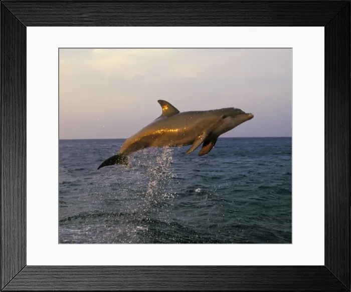Framed Print : Bottle-nosed Dolphin - Leaping out of water in late evening light 2MO195 Framed Print : Bottle-nosed Dolphin - Leaping out of water in late evening light 2MO195