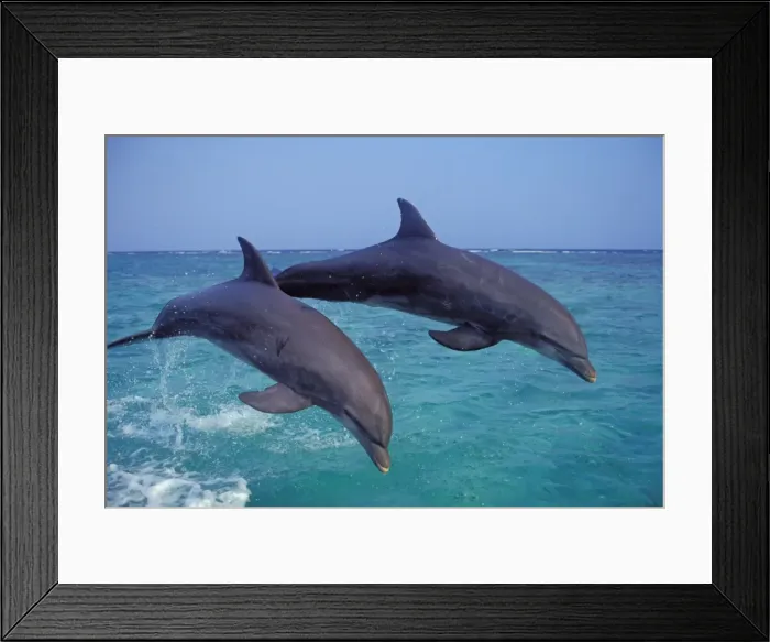 Framed Print : Two Bottle-nosed Dolphins - Leaping out of water Off the west coast of Hondurus 2Mo188 Framed Print : Two Bottle-nosed Dolphins - Leaping out of water Off the west coast of Hondurus 2Mo188