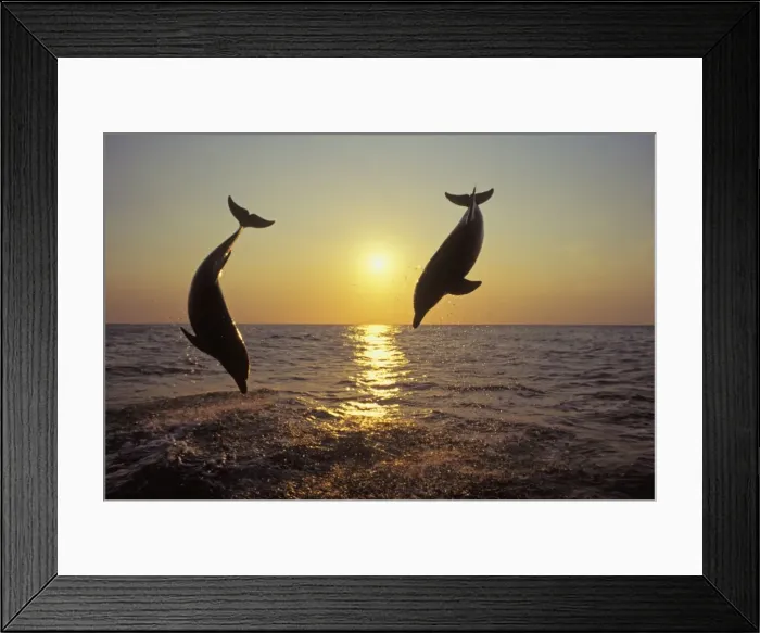 Framed Print : Bottle-nosed Dolphins - Leaping out of water at sunset Off the West coast of Hondurus 2Mo135 Framed Print : Bottle-nosed Dolphins - Leaping out of water at sunset Off the West coast of Hondurus 2Mo135