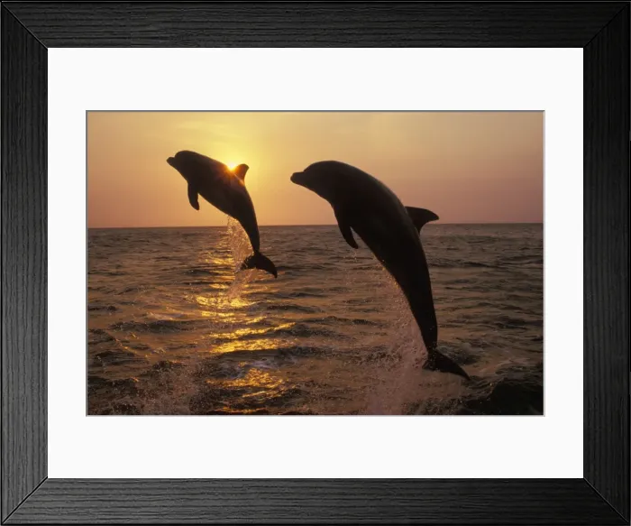 Framed Print : Two Bottle-nosed Dolphins - Leaping from Pacific Ocean at sunset 2M011 Framed Print : Two Bottle-nosed Dolphins - Leaping from Pacific Ocean at sunset 2M011