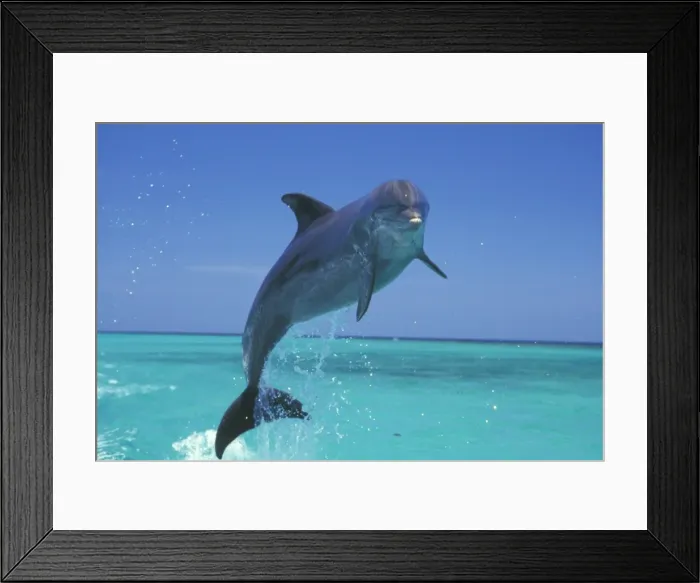Framed Print : Bottle-nosed Dolphin - Leaping from water 2M010 Framed Print : Bottle-nosed Dolphin - Leaping from water 2M010