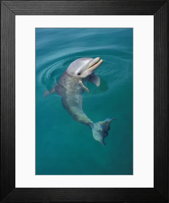 Framed Print : Bottle-nosed Dolphin - Young, face held out of water, 2Mo86 Pacific Ocean, honduras, central America Framed Print : Bottle-nosed Dolphin - Young, face held out of water, 2Mo86 Pacific Ocean, honduras, central America