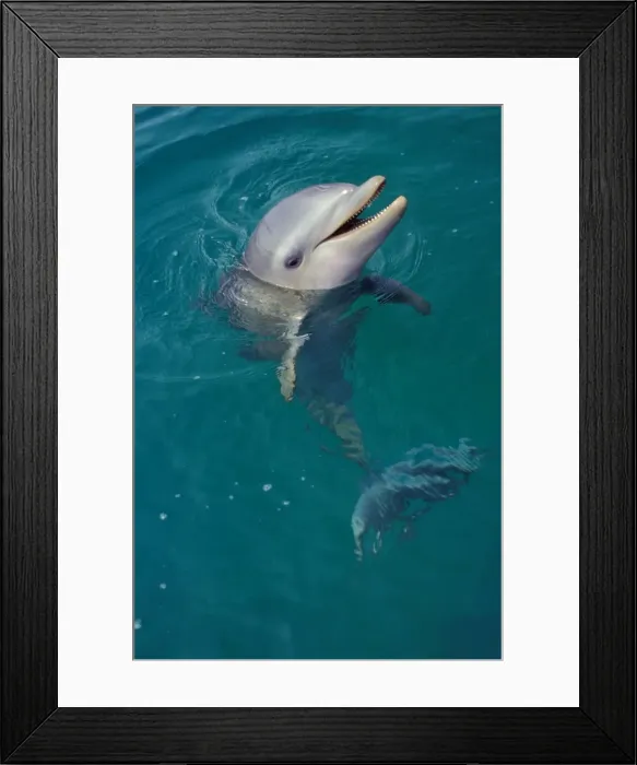 Framed Print : Bottle-nosed Dolphin - Young, face held out of water, 2Mo48 Pacific Ocean, Honduras, Central America Framed Print : Bottle-nosed Dolphin - Young, face held out of water, 2Mo48 Pacific Ocean, Honduras, Central America