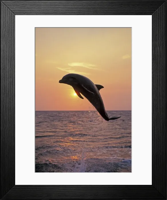 Framed Print : Bottle-nosed dolphin - leaping at sunset