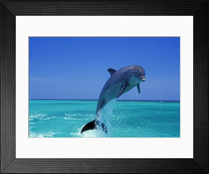 Framed Print : Bottle-nosed Dolphin - Leaping from water 2Mo168 Pacific Ocean, Honduras, Central America Framed Print : Bottle-nosed Dolphin - Leaping from water 2Mo168 Pacific Ocean, Honduras, Central America
