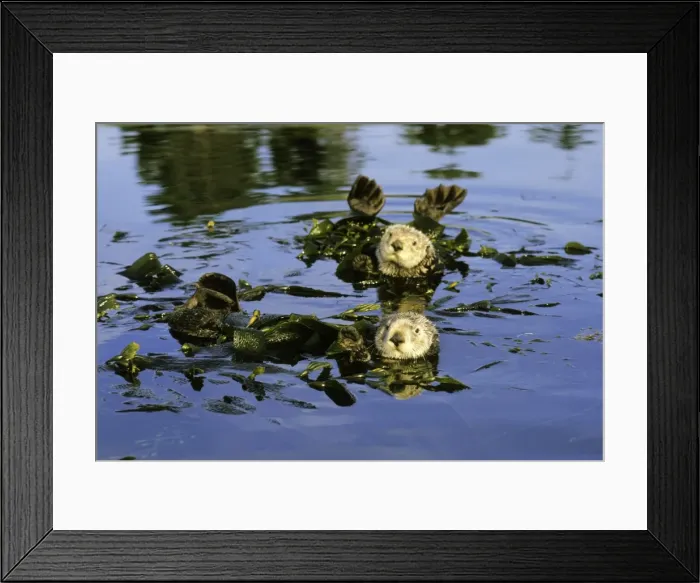 Framed Print : Sea Otters - Resting in kelp. Monterey Bay, California, USA Mo74 Framed Print : Sea Otters - Resting in kelp. Monterey Bay, California, USA Mo74