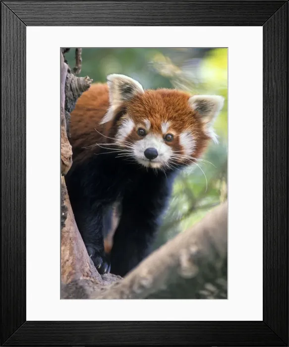 Framed Print : Red / Lesser Panda - Peering through tree branches, 4Mu65 Framed Print : Red / Lesser Panda - Peering through tree branches, 4Mu65