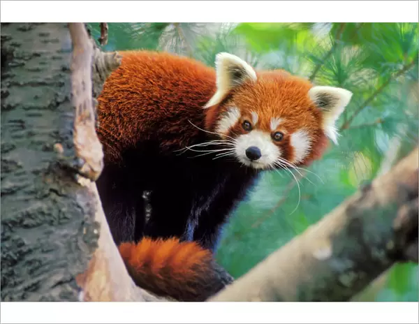 Red / Lesser Panda - Peering round tree branches. 4Mu81