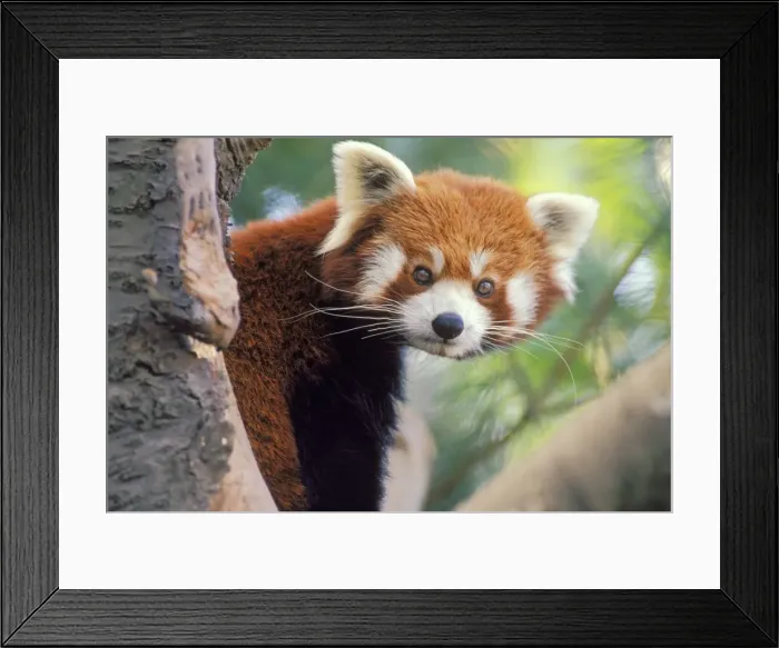 Framed Print : Red / Lesser Panda - Peering round tree branch. 4Mu77 Framed Print : Red / Lesser Panda - Peering round tree branch. 4Mu77
