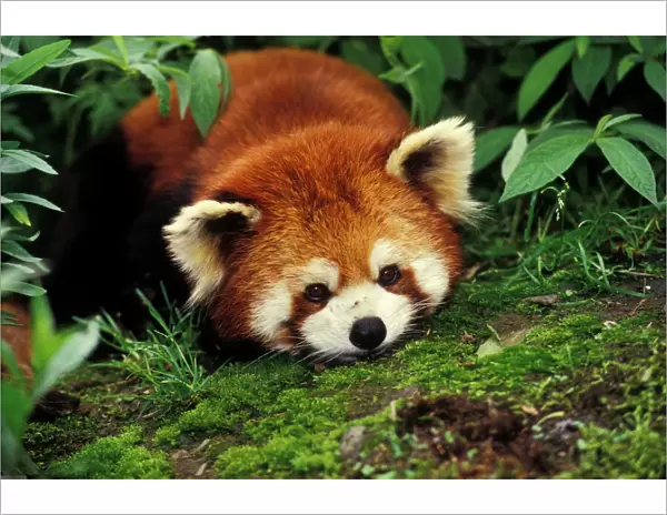 Red / Lesser Panda - Lying on moss. 4Mu67 Wolong Nature Reserve, China