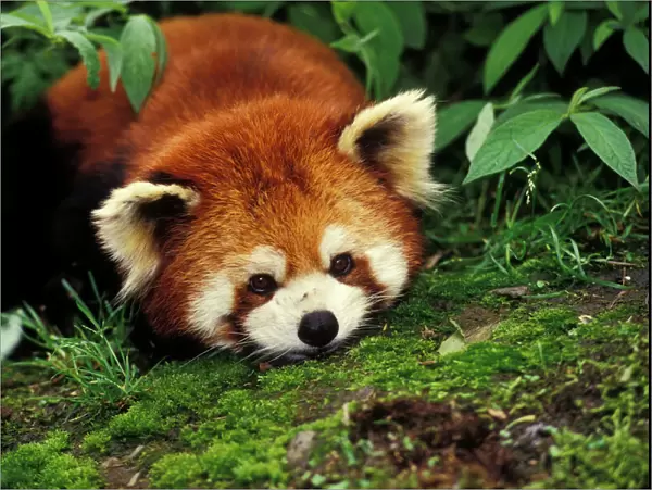 Red / Lesser Panda - Lying on moss. 4Mu67 Wolong Nature Reserve, China