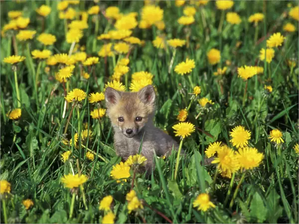 Red Fox - Pup in yellow dandelions, MF561. Game Farm, Montana, USA
