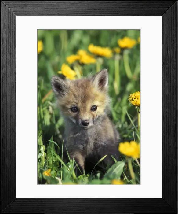 Framed Print : Red Fow - Pup in yellow dandelions, MF575 Game Farm, Montana, USA Framed Print : Red Fow - Pup in yellow dandelions, MF575 Game Farm, Montana, USA