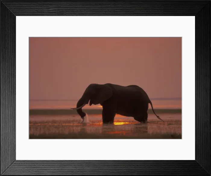 Framed Print : African Elephant. Feeding at sunset. Lake Kariba, Matusadona National Park, Zimbabwe, Africa 3ME1448 Framed Print : African Elephant. Feeding at sunset. Lake Kariba, Matusadona National Park, Zimbabwe, Africa 3ME1448