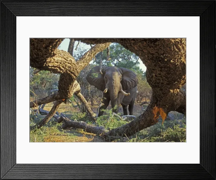 Framed Print : African Elephant - Bull feeding on tree it has pushed over. Mana Pools National Park, Zimbabwe, Africa. 3ME971 Framed Print : African Elephant - Bull feeding on tree it has pushed over. Mana Pools National Park, Zimbabwe, Africa. 3ME971
