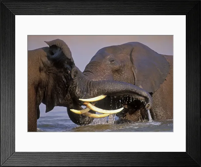 Framed Print : African Elephant Bulls. Engaging in dominance behavior--sparring. Lake Kariba, Matusadona National Park, Zimbabwe, Africa. 3ME991 Framed Print : African Elephant Bulls. Engaging in dominance behavior--sparring. Lake Kariba, Matusadona National Park, Zimbabwe, Africa. 3ME991