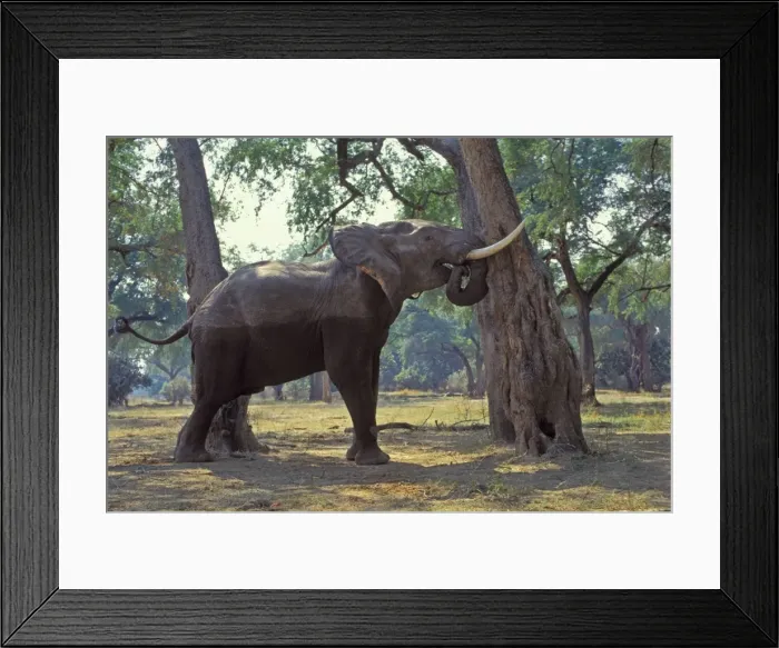 Framed Print : African Elephant - Bull shaking acacia tree to dislodge seedpods which it will then pickup off ground and eat. Should it find that it can push the tree over it will do so and eat pods, limbs and leaves. Mana Pools National Park, Zimbabwe Framed Print : African Elephant - Bull shaking acacia tree to dislodge seedpods which it will then pickup off ground and eat. Should it find that it can push the tree over it will do so and eat pods, limbs and leaves. Mana Pools National Park, Zimbabwe