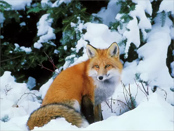 Red fox - sitting in snow. Winter. Prince Albert National Park, Canada