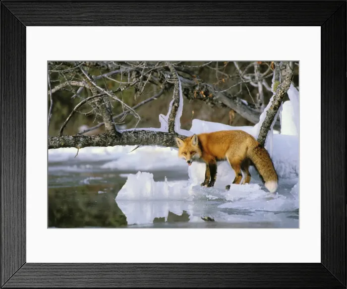Framed Print : Red Fox - along the edge of frozen lake Prince Albert National Park, Canada MF82 Framed Print : Red Fox - along the edge of frozen lake Prince Albert National Park, Canada MF82