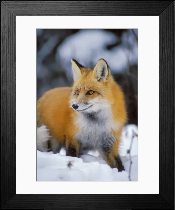 Framed Print : Red fox - in winter setting Prince Albert National Park, Canada Mf173 Framed Print : Red fox - in winter setting Prince Albert National Park, Canada Mf173