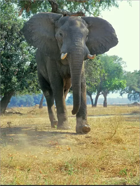 African Elephant bull - giving photographer a bluff charge. Mana Pools National Park, Zimbabwe. (This bull was feeding on acacia tree seed pods (small orange-yellow clumps near feet)