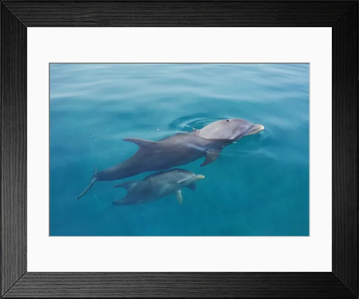 Framed Print : Bottlenosed dolphins - mother with young calf