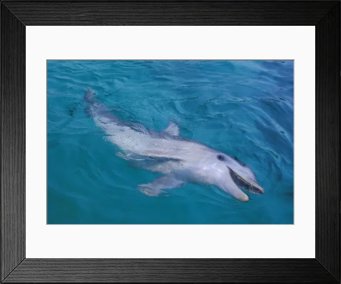 Framed Print : Bottlenosed dolphin Framed Print : Bottlenosed dolphin