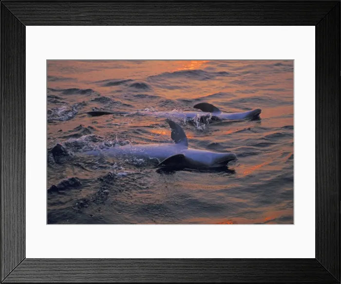 Framed Print : Bottlenosed Dolphins - two swim on their backs Pacific Ocean off coast of Honduras. Sunset Framed Print : Bottlenosed Dolphins - two swim on their backs Pacific Ocean off coast of Honduras. Sunset