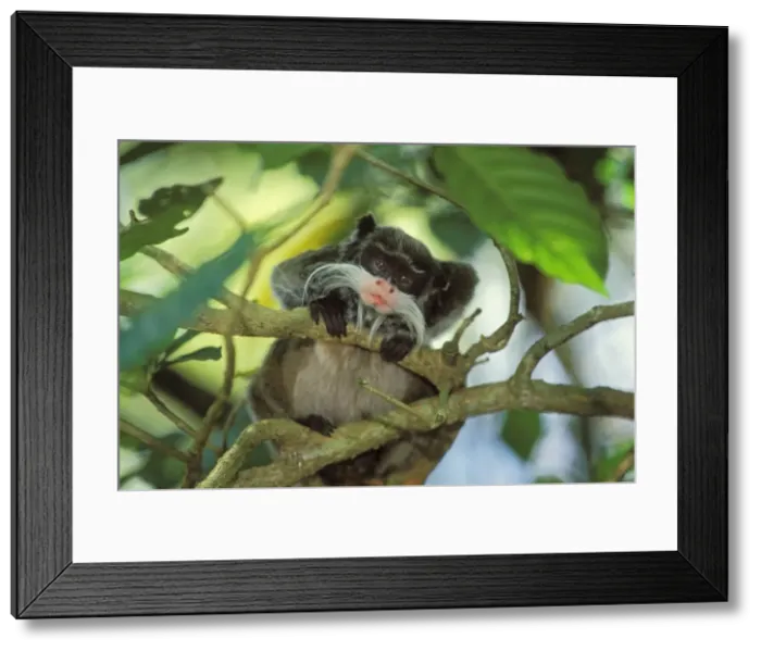 Framed Print : Emperor tamarin / Emperor Marmoset Peru, Brazil, Bolivia. 2mp49 Framed Print : Emperor tamarin / Emperor Marmoset Peru, Brazil, Bolivia. 2mp49