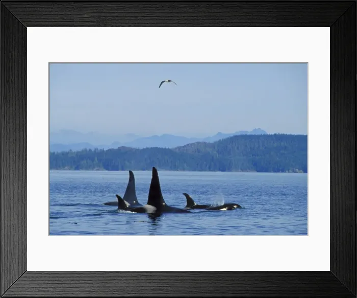 Framed Print : Killer Whale - pod. ml1161 Framed Print : Killer Whale - pod. ml1161