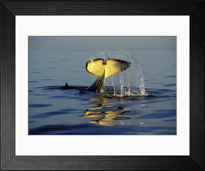 Framed Print : Killer Whale - tail slapping, common behavior. Pacific Northwest. ml1157 Framed Print : Killer Whale - tail slapping, common behavior. Pacific Northwest. ml1157