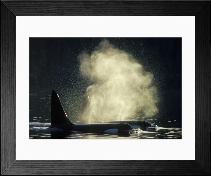 Framed Print : Killer Whale - two ml162 Framed Print : Killer Whale - two ml162