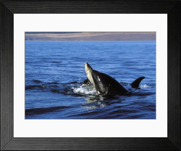 Framed Print : Killer whales - playing with salmon they have caught, like a cat playing with a mouse, before they eat it. ML182 Framed Print : Killer whales - playing with salmon they have caught, like a cat playing with a mouse, before they eat it. ML182