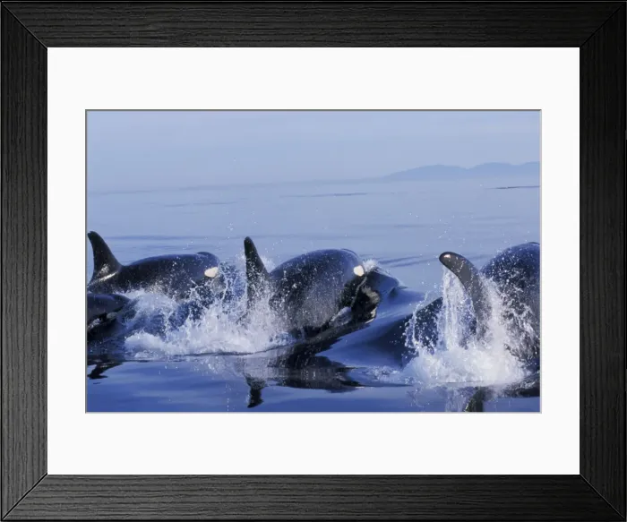 Framed Print : Orca Whales - porpoising (way of swimming) in Puget Sound. ml991 Framed Print : Orca Whales - porpoising (way of swimming) in Puget Sound. ml991
