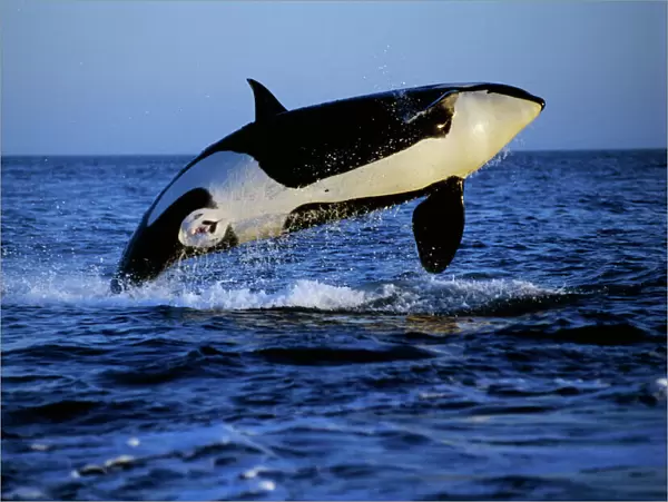 Killer Whale - breaching Pacific Northwest ml96p