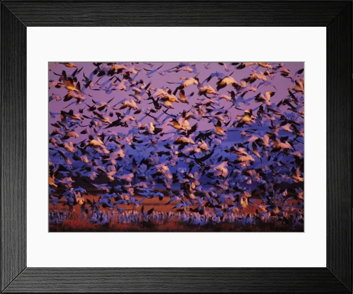 Framed Print : Snow Geese - sunrise, Lower Klamath NWR, Oregon. Spring b5600 Framed Print : Snow Geese - sunrise, Lower Klamath NWR, Oregon. Spring b5600