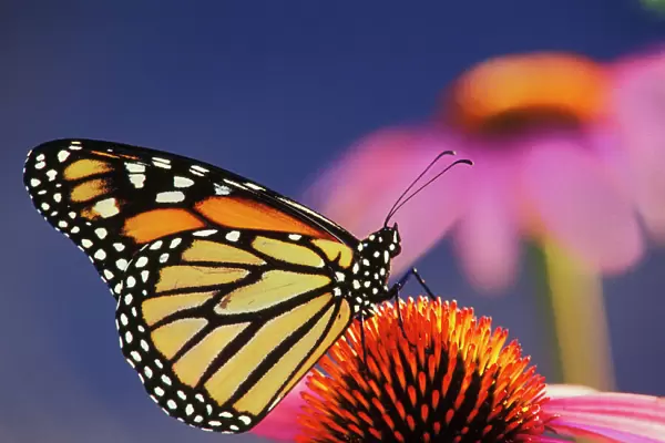 Monarch Butterfly - on purple coneflower. U. S. A. Summer. px240