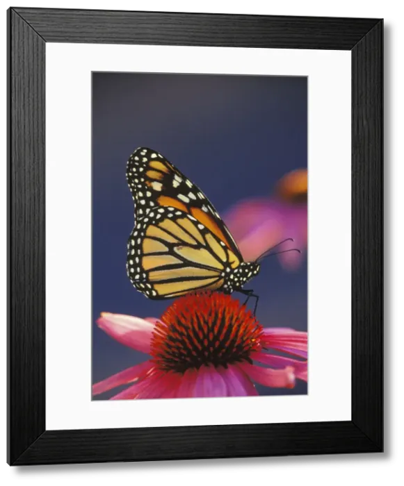 Framed Print : Monarch Butterfly - on purple coneflower. U. S. A. Summer. px306 Framed Print : Monarch Butterfly - on purple coneflower. U. S. A. Summer. px306