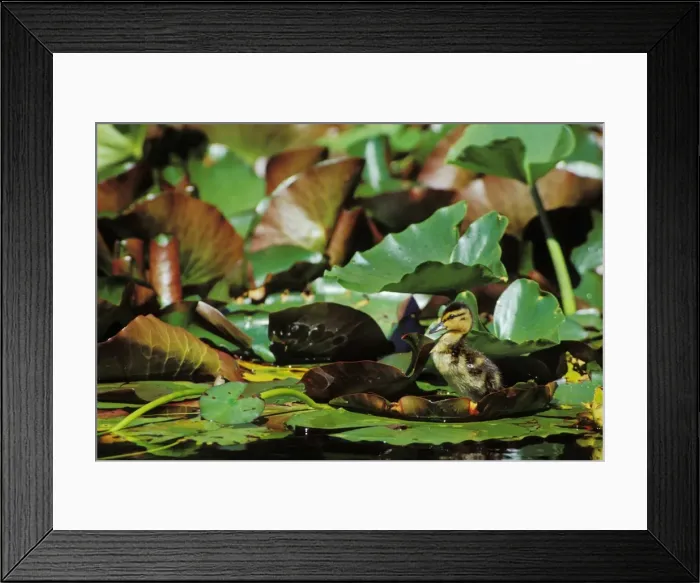 Framed Print : Mallard duck - duckling on lily pad bd671 Framed Print : Mallard duck - duckling on lily pad bd671
