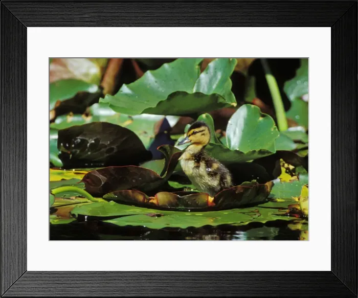 Framed Print : Mallard duck - duckling on lily pad bd671 Framed Print : Mallard duck - duckling on lily pad bd671
