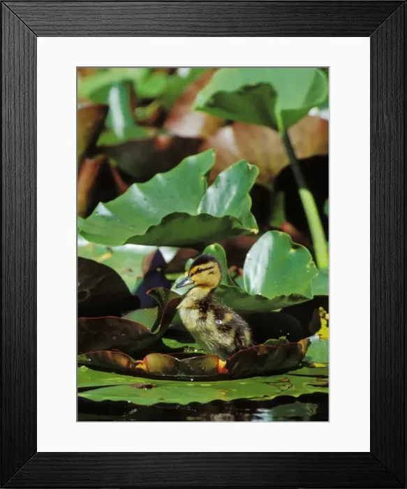 Framed Print : Mallard duck - duckling on lily pad bd671 Framed Print : Mallard duck - duckling on lily pad bd671