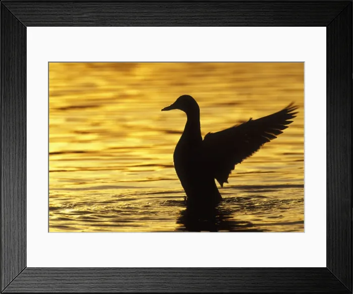 Framed Print : Mallard Duck - drying wings at sunset. Washington, British Columbia, Pacific Northwest. bd750 Framed Print : Mallard Duck - drying wings at sunset. Washington, British Columbia, Pacific Northwest. bd750