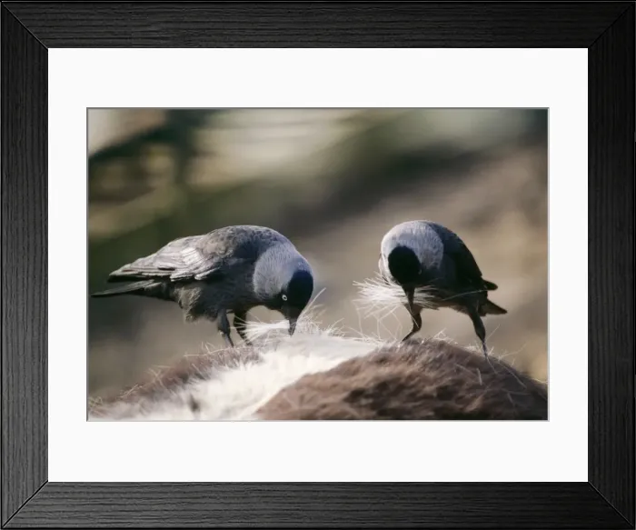 Framed Print : Jackdaw UB 127 Plucking hair from horse for nest building Corvus monedula © Uno Berggren  /  ardea. com