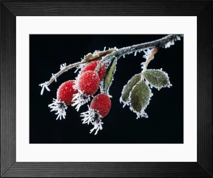 Framed Print : Dog Rose - Rose Hips covered in frost in winter Framed Print : Dog Rose - Rose Hips covered in frost in winter